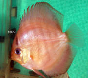 ������� ���������